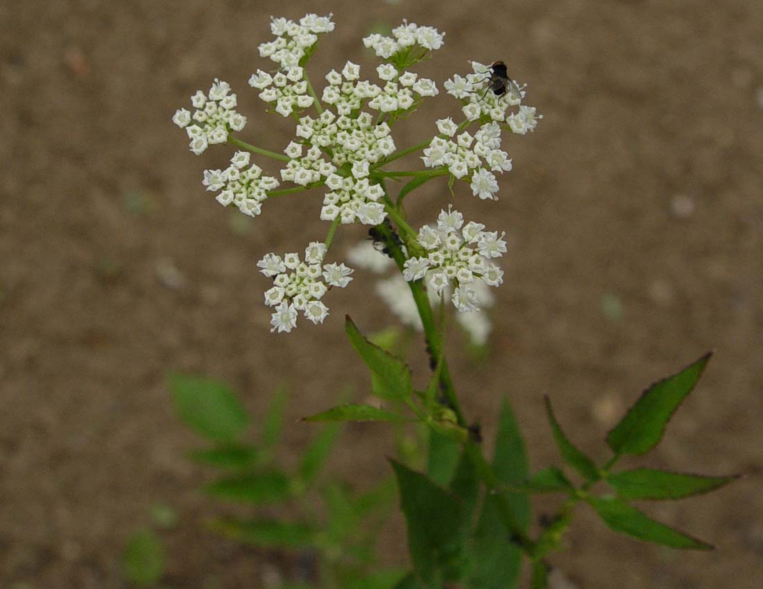 شقاقل جویباری